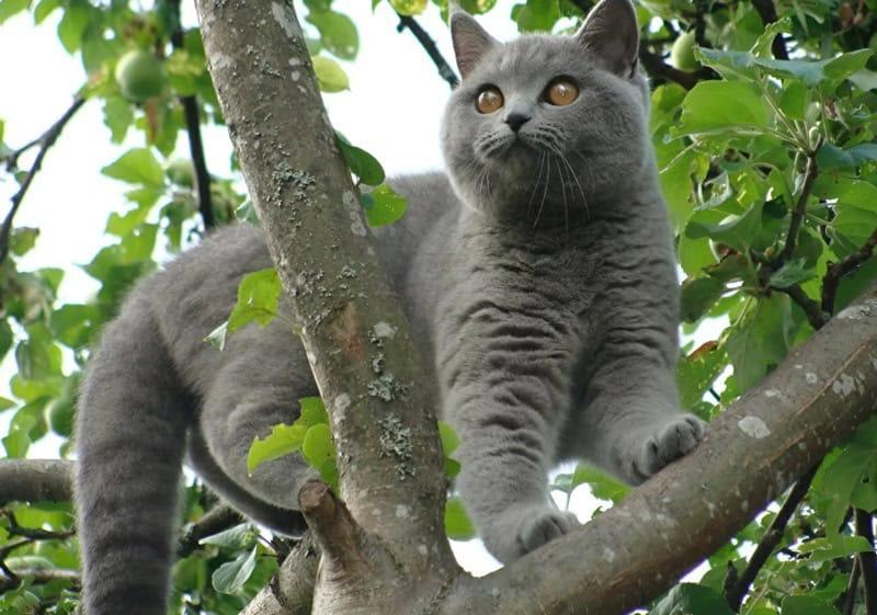 Кошка каждую ночь будила хозяйку и гнала её из спальни: женщина думала, что у кошки проблемы с психикой, пока не отвезла ее к ветеринару