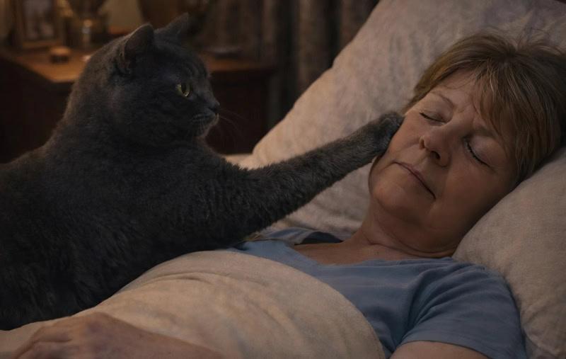 Кошка каждую ночь будила хозяйку и гнала её из спальни: женщина думала, что у кошки проблемы с психикой, пока не отвезла ее к ветеринару